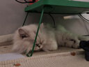 冠能猫粮 全价猫粮成猫7kg+成猫罐头主食罐含鸡肉85g*8 干湿搭配 实拍图