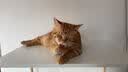 【95成新】米家 小米电热杯 便携迷你烧水壶 家用出差旅行电热水壶 304不锈钢真空侧壁保温   实拍图