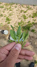 北蔬 大叶菠菜种子苗红根春夏四季蔬菜种籽 卓脆红根大叶菠菜种子10g 实拍图