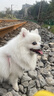 逸诺（enoug）SOS狗狗沐浴露洗澡浴液去黄美白萨摩耶比熊白毛犬宠物沐浴露530ml 实拍图