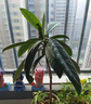 尔澜80-90cm高砂糖橘树苗橘桔苗沙糖桔树水果树苗露天种植源头直发 实拍图