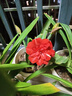 爱丽思（IRIS）花盆花瓶树脂复古浮雕波纹圆形多肉塑料阳台种植批发花盆 8号浅米色(口径24cm) 1个花盆 实拍图