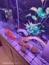 森森（SUNSUN）大型鱼缸底过滤水族箱客厅家用落地玻璃生态金鱼缸 超白款升级底滤 1米长42cm宽（黑白灰可选） 实拍图