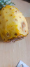 广东徐闻香水菠萝新鲜水果生鲜热带孕妇水果整箱包邮 1个装 单果1.3-1.5斤 实拍图