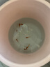 金鱼草金鱼观赏鱼冷水好养耐活小鱼苗锦鲤 2-4cm 红草金买3条送3条（加备损） 实拍图