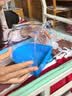 茨格曼 鸟笼洗澡盒浴盆洗澡器八哥玄凤牡丹虎皮鹦鹉玩具用品 实拍图