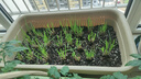 爱丽思（IRIS）种菜盆蔬菜种植箱塑料特大号阳台种菜专用箱神器户外花箱种花菜盆 【1个】(60cm长)茶色 送隔网 实拍图