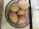 九阳（Joyoung）电煮锅电热锅小电锅宿舍电炒锅学生寝室2.5L泡面电火锅多功能锅【蒸笼款】HG25-G211S 实拍图