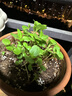 IAM City Farmer凤仙花儿童植物观察杯科学手工实验种植盆栽根系生长观察10036 实拍图