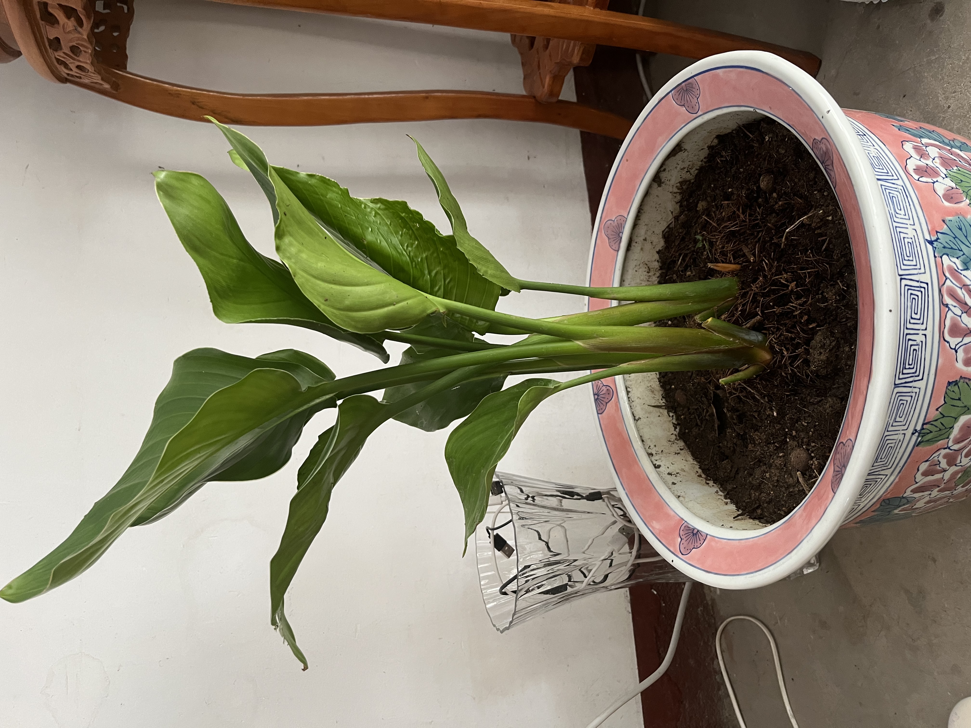 种花迷水培天堂鸟盆栽花卉植物室内客厅绿植面鹤望兰吸甲醛四季好养活 精品水培天堂鸟40-50厘米3棵【不含瓶】 实拍图