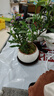 八芽小叶栀子花盆栽开花植物室内桌面茶几好养花卉绿植办公室净化空气 栀子花+白裂纹金边陶瓷盆+紫砂托盘+苔藓铺好发货 带盆栽好 实拍图