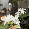 九阳（Joyoung）破壁机1.2L家庭容量豆浆机 双层降噪隔音杯浆预约时间一键清洗全自动榨汁机料理机DJ12X-D361 实拍图