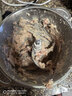 小熊（Bear）绞肉机家用小型不锈钢 绞馅机电动碎肉机 辅食机家庭绞肉绞菜多功能一体机 自动打肉馅机QSJ-L03K3 实拍图