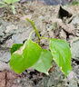 重瓣红三角梅盆栽带花三角梅苗勤花品种爬藤老桩室内花卉植物四季 四季红 3年苗【当年开花】不含盆 实拍图