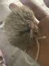 HELLOJOY猫玩具天然兔毛球猫薄荷丰容玩具小猫逗猫棒猫咪玩具自嗨解闷神器 实拍图