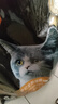 亿迪 冻干猫粮幼猫成猫10斤全价布偶蓝猫英短成年全阶段 实拍图
