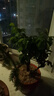 红梅盆景老桩盆栽原生梅花植物盆栽室内绿植耐寒浓香型乌梅不含盆 红梅8年盆景（今年冬天开花） 实拍图