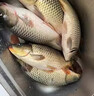 川泽伊势尼鱼钩子线双钩成品绑好挂仕防缠绕钩套装野钓湖库大物鲢鳙钩 钩3#线1.0#+钩4#线1.2# 20副组合装 实拍图