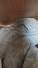 骆驼（CAMEL）长袖圆领套头卫衣男宽松休闲运动打底衫 J13CAYL6063 中花灰 XXXL 实拍图