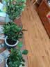 绿有意绿植盆栽桌面水培绿植办公室植物懒人好养盆景水养植物 【驱蚊套餐】清香木+九里香+竹柏 含盆 实拍图
