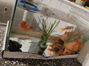 高清热弯浮法透明玻璃鱼缸客厅家用造景装饰生态中小型生态金鱼缸 热弯鱼缸-送礼品 长35*宽20*高22cm 实拍图