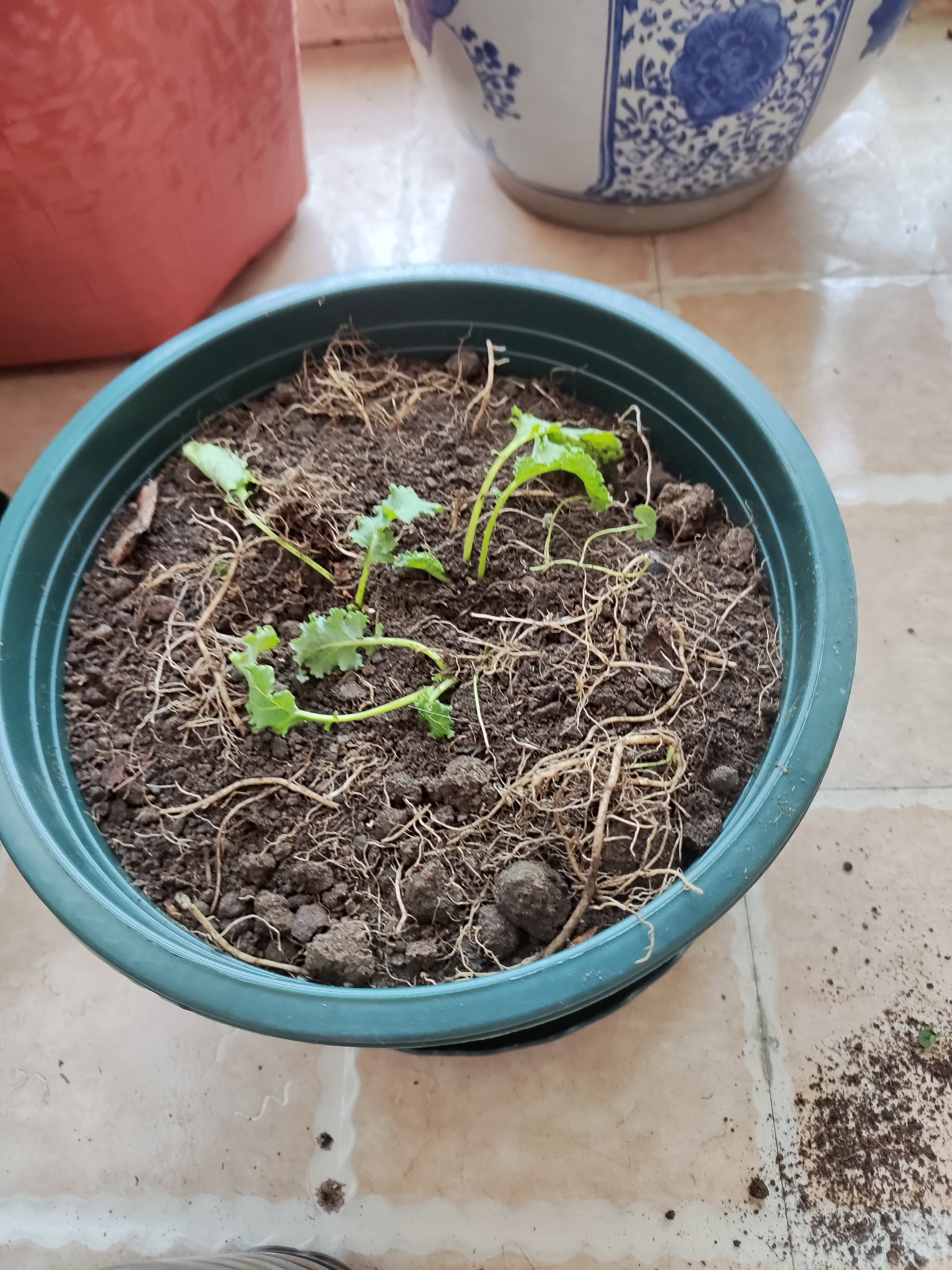 【通用土】营养土养花种菜土壤有机兰花多肉植物盆栽种植椰砖土 2.5kg 1袋 实拍图