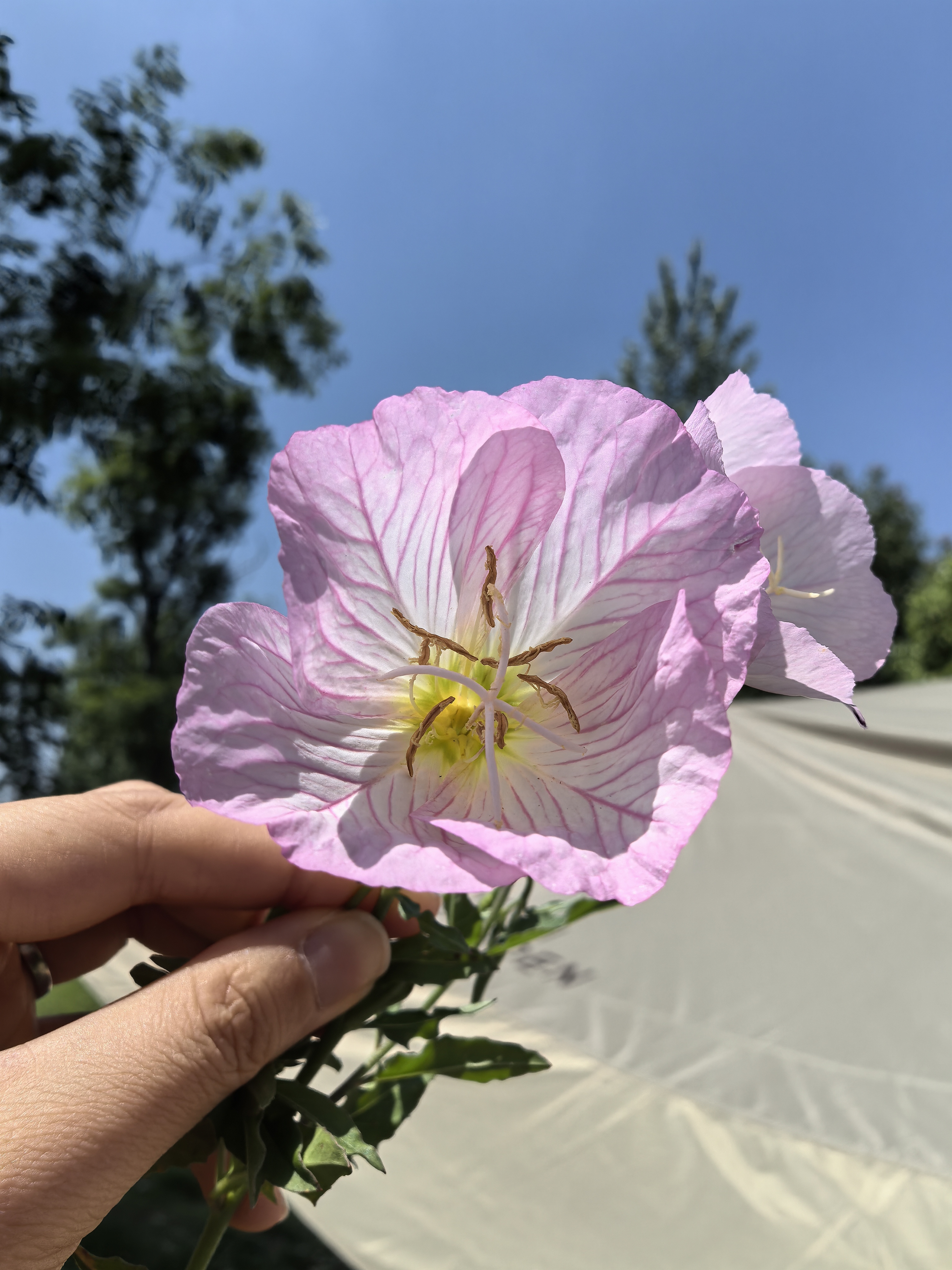 戴维贝拉（DAVE＆BELLA）儿童秋装上衣全棉女宝宝长袖t恤新款小童套头衫休闲男童衣服 小豹子印花【现货】 120 cm（建议身高110-120cm） cm（建议身高110-120cm） 实拍图
