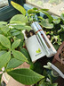 珀莱雅美白精华双抗美白特证版补水保湿精华（50ml+替换装） 实拍图