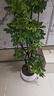 叹为观止大型植物发财树各种大颗盆栽开业乔迁客厅办公室内好养大型花卉 造型鸭脚木【1.5-1.7米】 含盆 实拍图