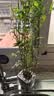 水培植物富贵竹天堂鸟白掌鸭脚木室内米竹子绿植花卉办公桌面好养 20颗米竹35-45cm+营养液【不含盆】 无规格 实拍图