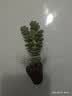 【亏本冲量】多肉植物盆栽新手套餐迷你绿植 2头钱串1颗 实拍图