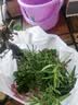 花翁海棠花盆栽树苗重瓣长寿冠盆景老桩庭院阳台绿植室内花卉源头直发 实拍图