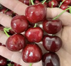 京鲜生 大连美早樱桃 车厘子 3J级巨无霸 2斤礼盒装 单果12g+ 生鲜水果 实拍图