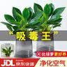 花翁金钻盆栽绿植物大盆绿萝除室内甲醛花卉水培办公净化空气源头直发 实拍图