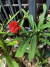 爱丽思（IRIS）花盆花瓶树脂复古浮雕波纹圆形多肉塑料阳台种植批发花盆 8号浅米色(口径24cm) 1个花盆 实拍图