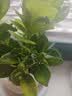 京云梦栀子花盆栽花卉开学绿植阳台好养四季开花懒人盆景甜甜圈源头直发 实拍图