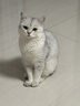 怡亲全价猫粮15斤成猫幼猫深海鱼肉室内猫营养通用理想蛋白呵护肠胃 【家庭量贩装】成猫-鸡肉鳕鱼味5kg*1包 实拍图