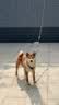 多尼斯（DOGNESS）狗狗牵引绳遛狗绳狗链子项圈小中型犬泰迪柯基法斗博美马犬 黑M 实拍图
