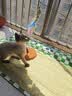 甜浪海逗猫棒猫咪玩具可旋转长杆羽毛钓幼猫玩具鱼竿铃铛耐咬逗猫神器 实拍图