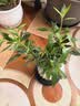 八芽小叶栀子花盆栽开花植物室内桌面茶几好养花卉绿植办公室净化空气 小叶栀子花-陶瓷竖纹盆-密胺托 带盆栽好 实拍图