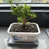 裕轩堂 有孔陶瓷花盆多肉植物白色创意简约风格长方形桌面地面绿植盆 长方形-竹（带塑料托盘） 中号 实拍图