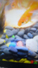 HANYANG铁胆沙溪流石黑宫砂鱼缸造景底砂床小龟缸水族箱免洗养鱼用1kg 实拍图