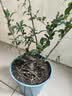 花翁海棠花盆栽树苗重瓣长寿冠盆景老桩庭院阳台绿植室内花卉源头直发 实拍图