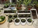 寿禾 花盆塑料加厚树脂园艺花盆绿萝多肉绿植栽种 木里盆小号-杏色 实拍图