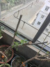 欧悟【买2颗送1颗】嫁接车厘子树苗大樱桃树苗盆栽果树苗木南北方种植 黑珍珠车厘子树苗 七年大苗（结果多） 实拍图