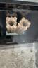 宠翰细菌屋滤材水族底滤石英纳米硝化细菌屋陶瓷环鱼缸净水过滤材料 实拍图