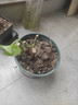 玫瑰花苗老桩绿植物盆栽月季蔷薇老根室内外阳台庭院特大花卉四季 53蒙拉丽莎（老桩苗四季开花） 实拍图