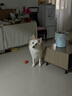 华元宠具（hoopet）狗狗玩具球宠物磨牙耐咬橡胶乳胶逗小狗硅胶解闷消耗体力神器用品 实拍图