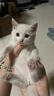 猫人10A抑菌夏季薄款无痕内衣女士冰丝无钢圈文胸聚拢防下垂性感胸罩 实拍图