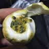 京鲜生海南钦蜜9号百香果 净重3斤单果45g+/24-36个  生鲜水果 源头直发 实拍图